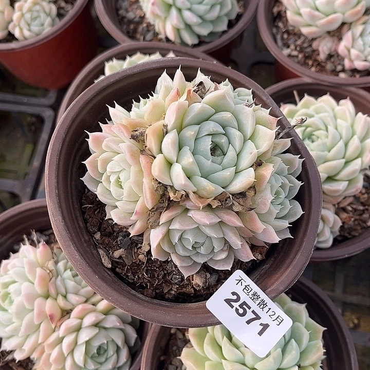 阿雅园艺。      2571