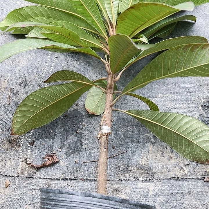 珍珠芭乐小*天1244555555