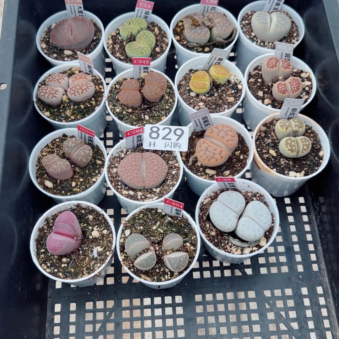 无花朵Q我很喜欢这个H829