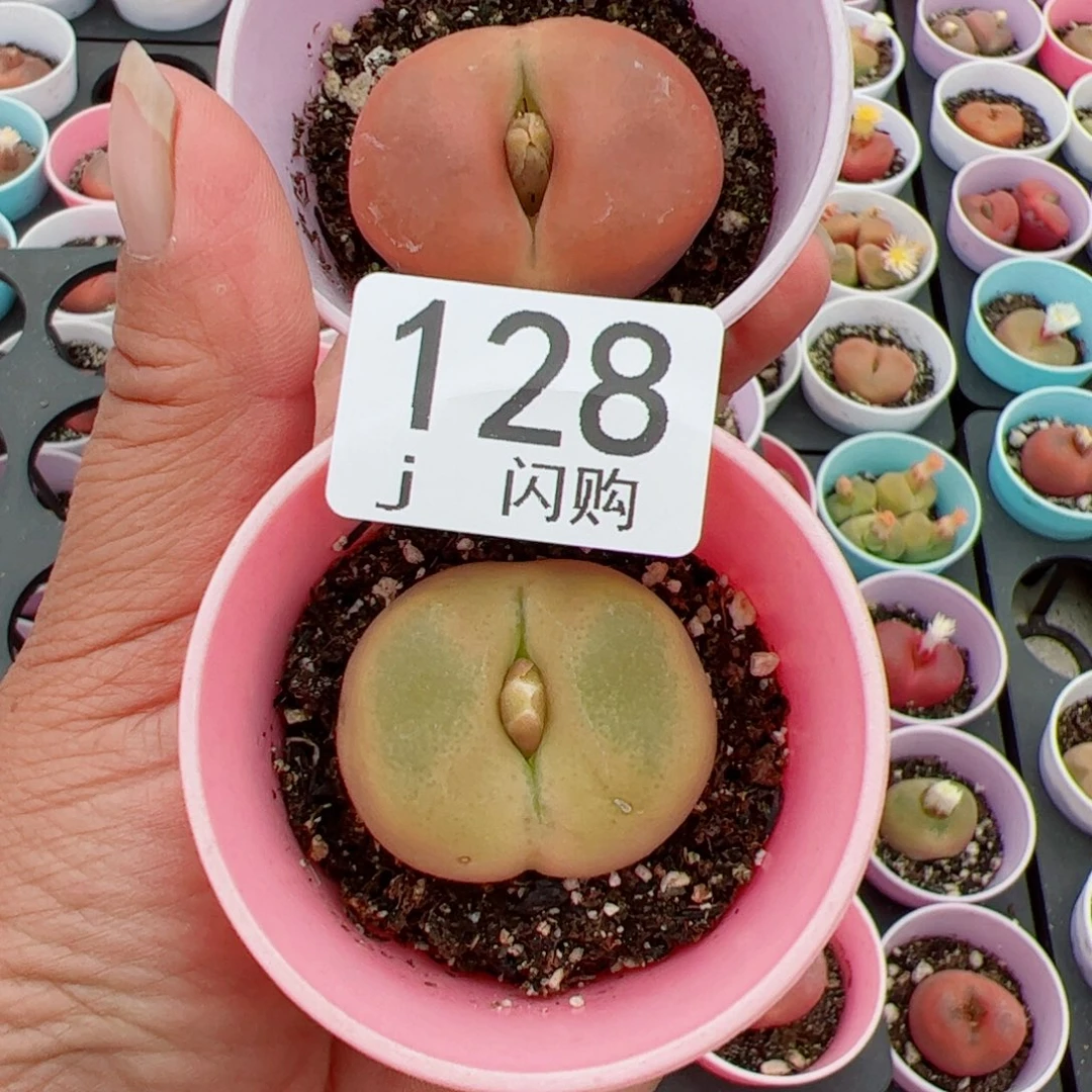 无花朵?****战我很喜欢这个J128