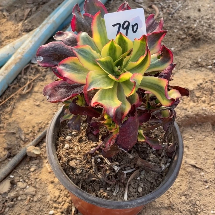 法师植物魅影法师790