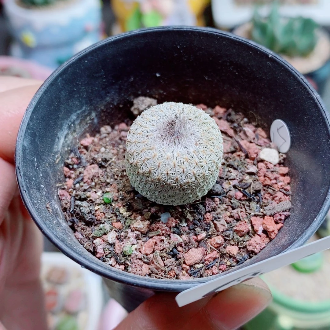 生石花花花花花花花348