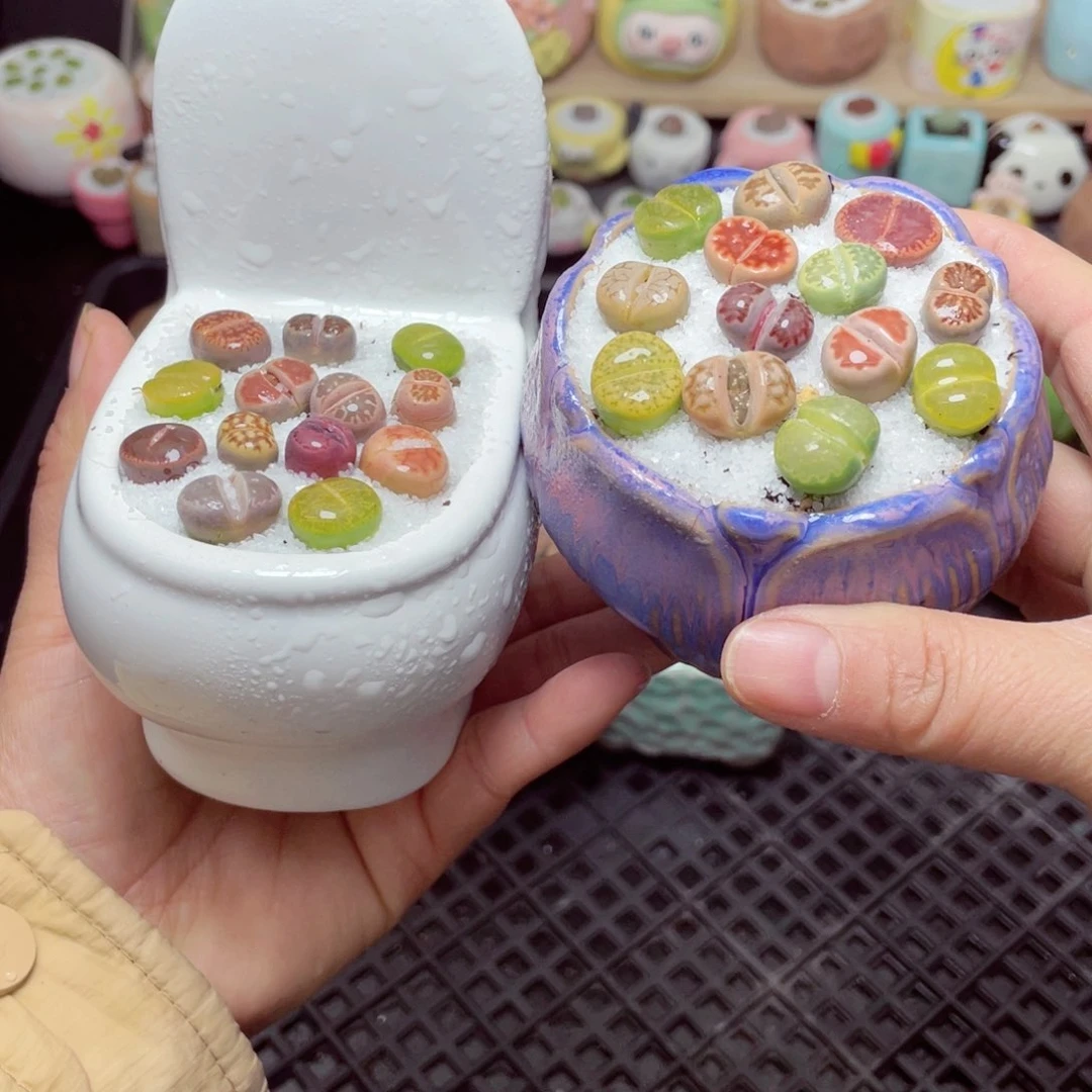 w6019 带盆土发货 -零下地区拍保温箱