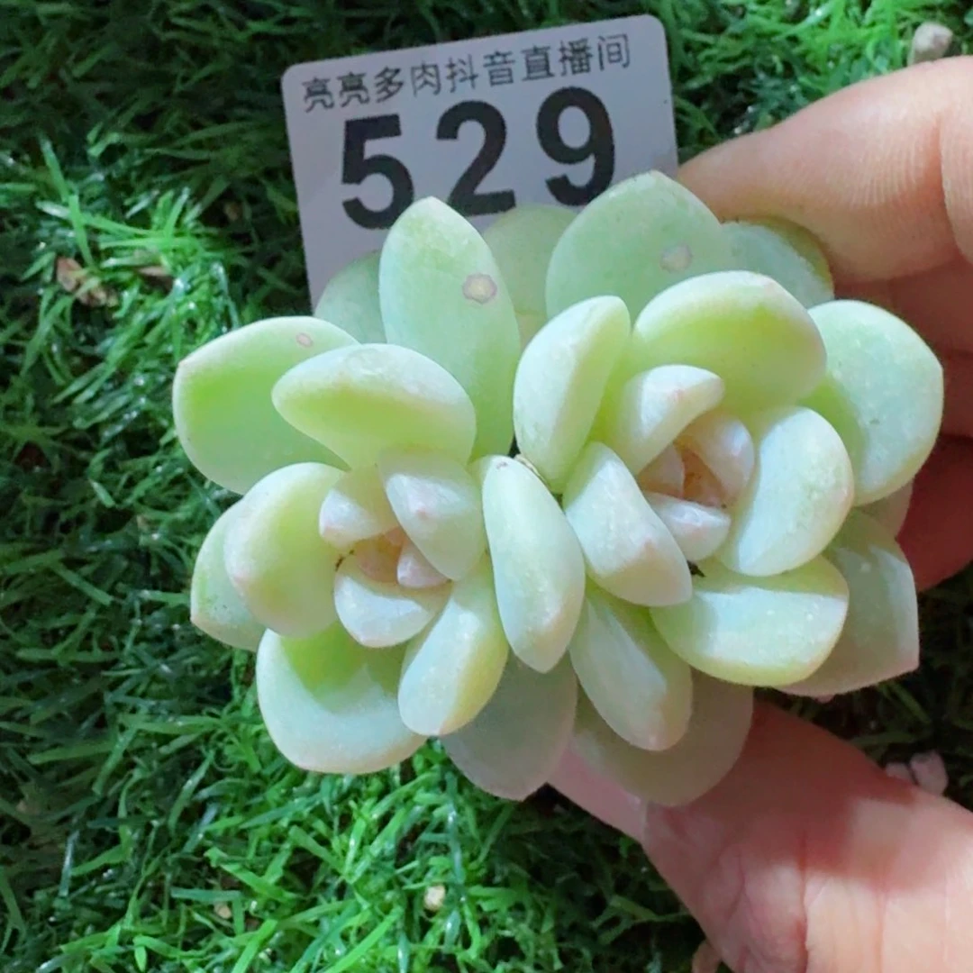 玉清风         精品多肉