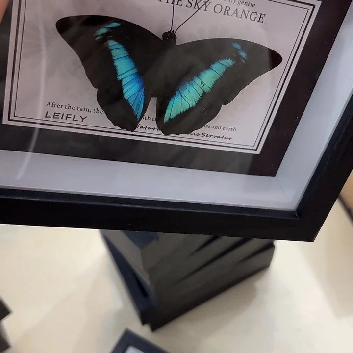 不***子蝴蝶标本定制版152