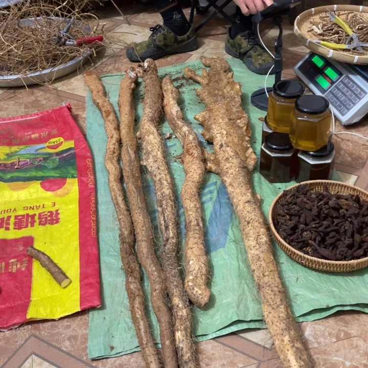 中国大陆广西野生风铃山药