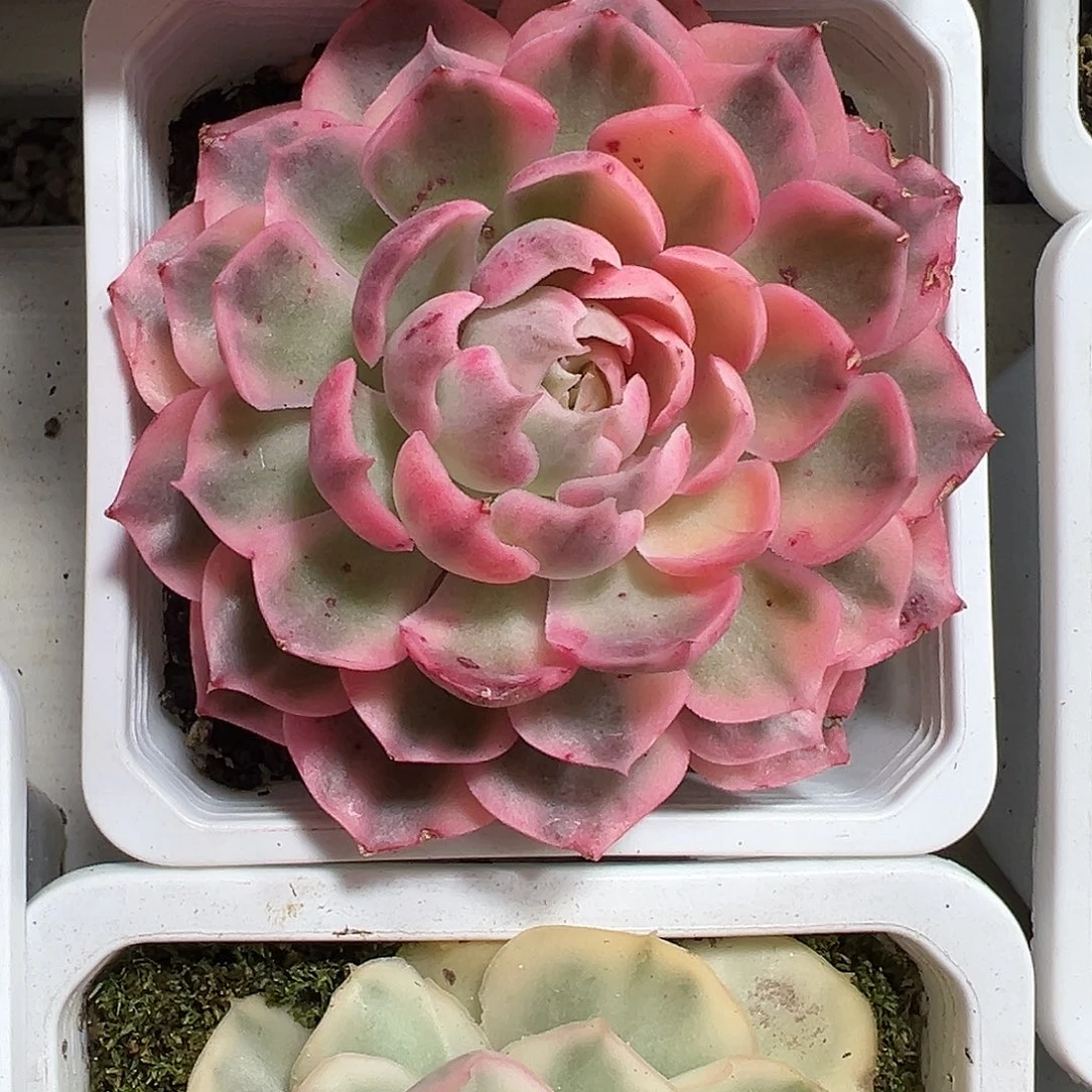 满38包邮沙漠玫瑰锦