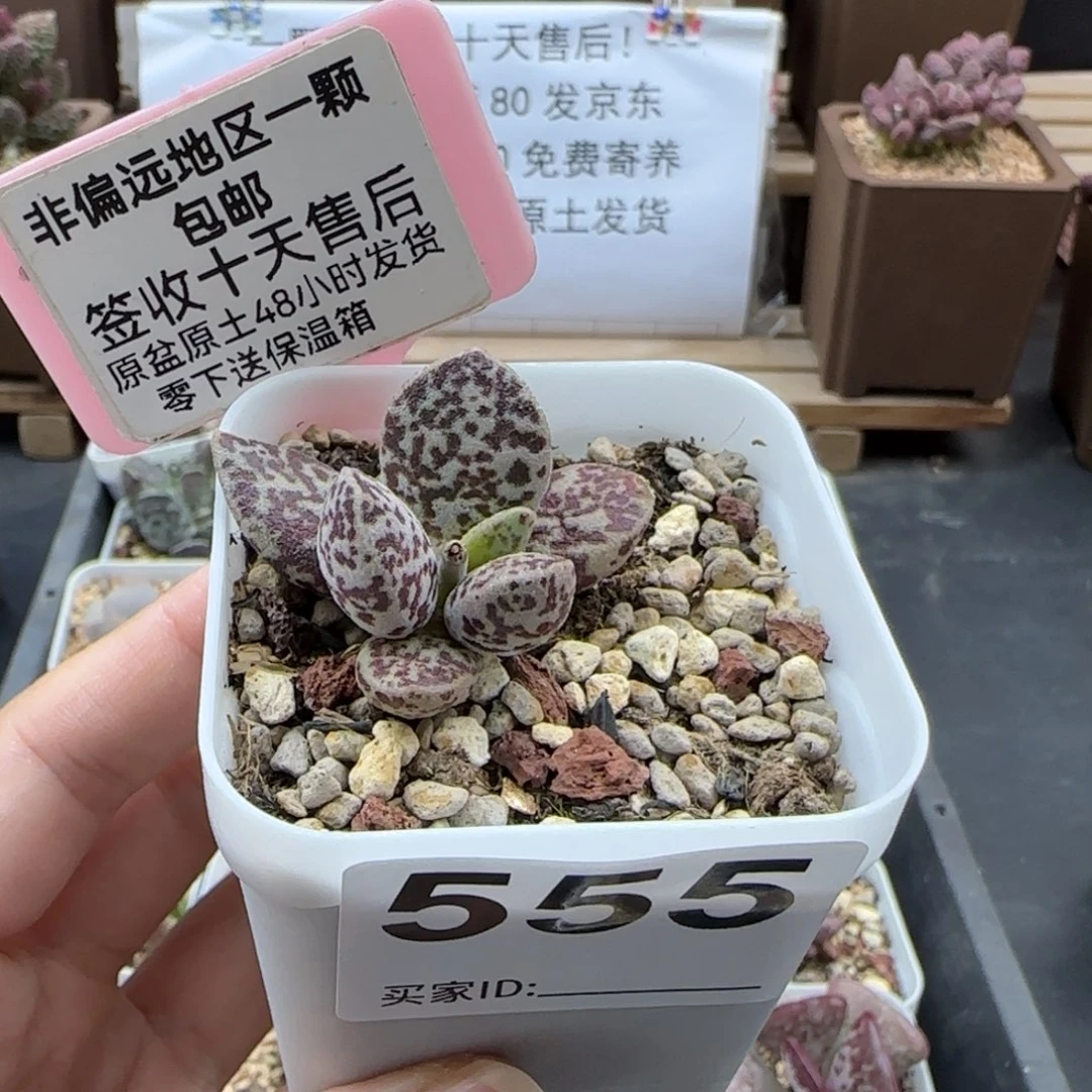555紫马蛋多肉植物