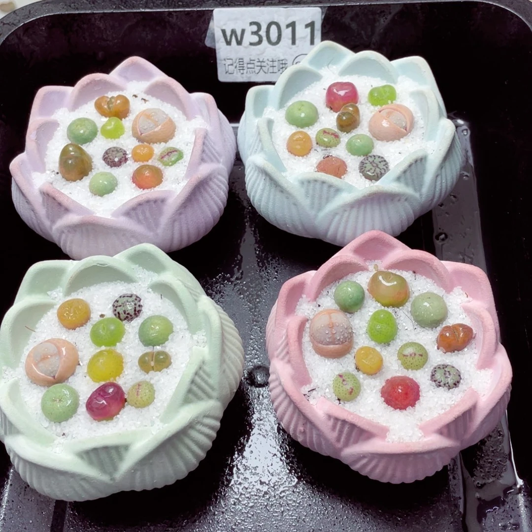 w3011一份一盆量拍