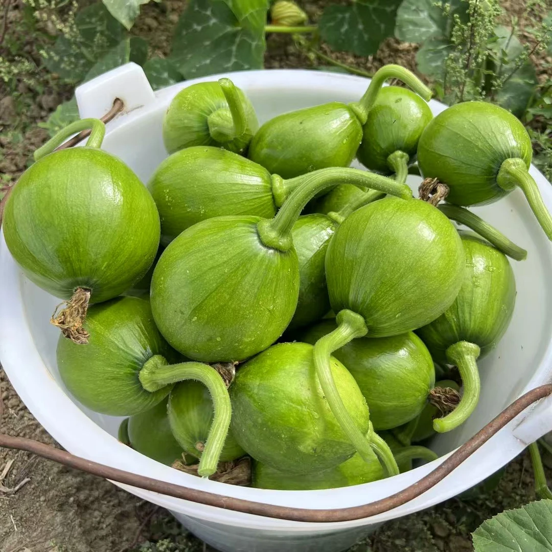 云南露天种植小南瓜农家嫩南瓜5斤