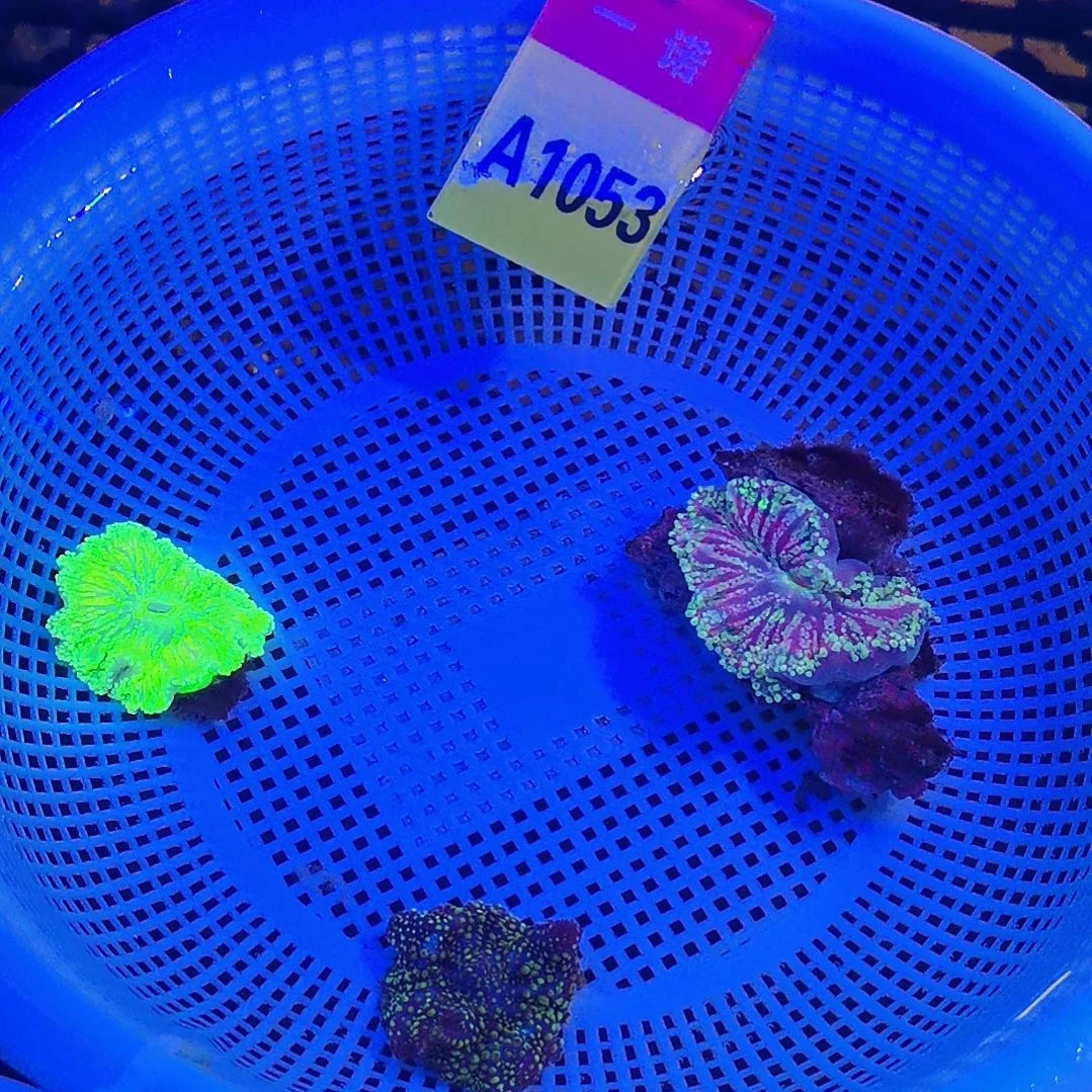 草皮珊瑚1053菇珊瑚套餐