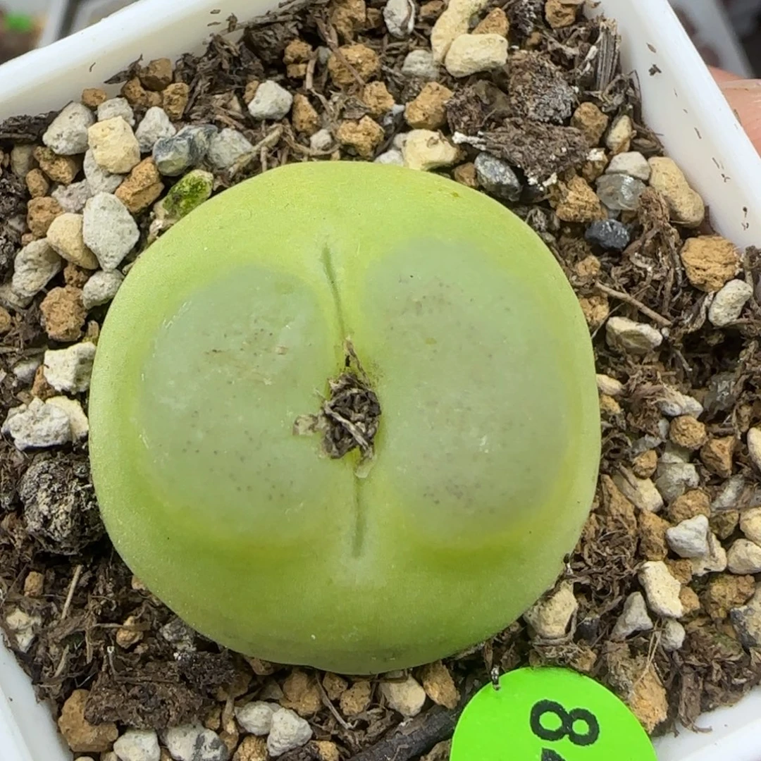 拉登2.7+多肉植物847