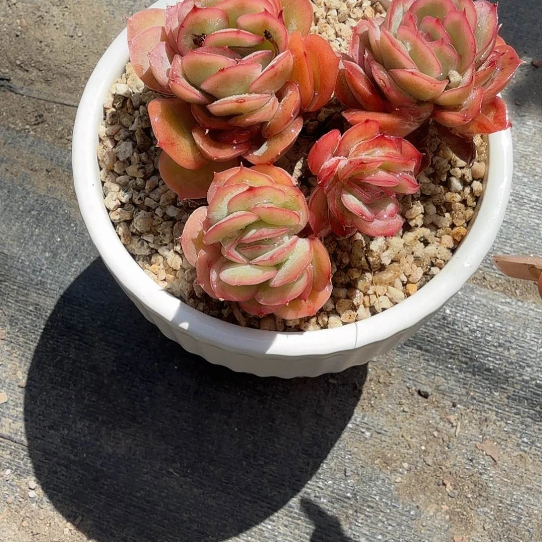 玫瑰饼带盆多肉植物白色