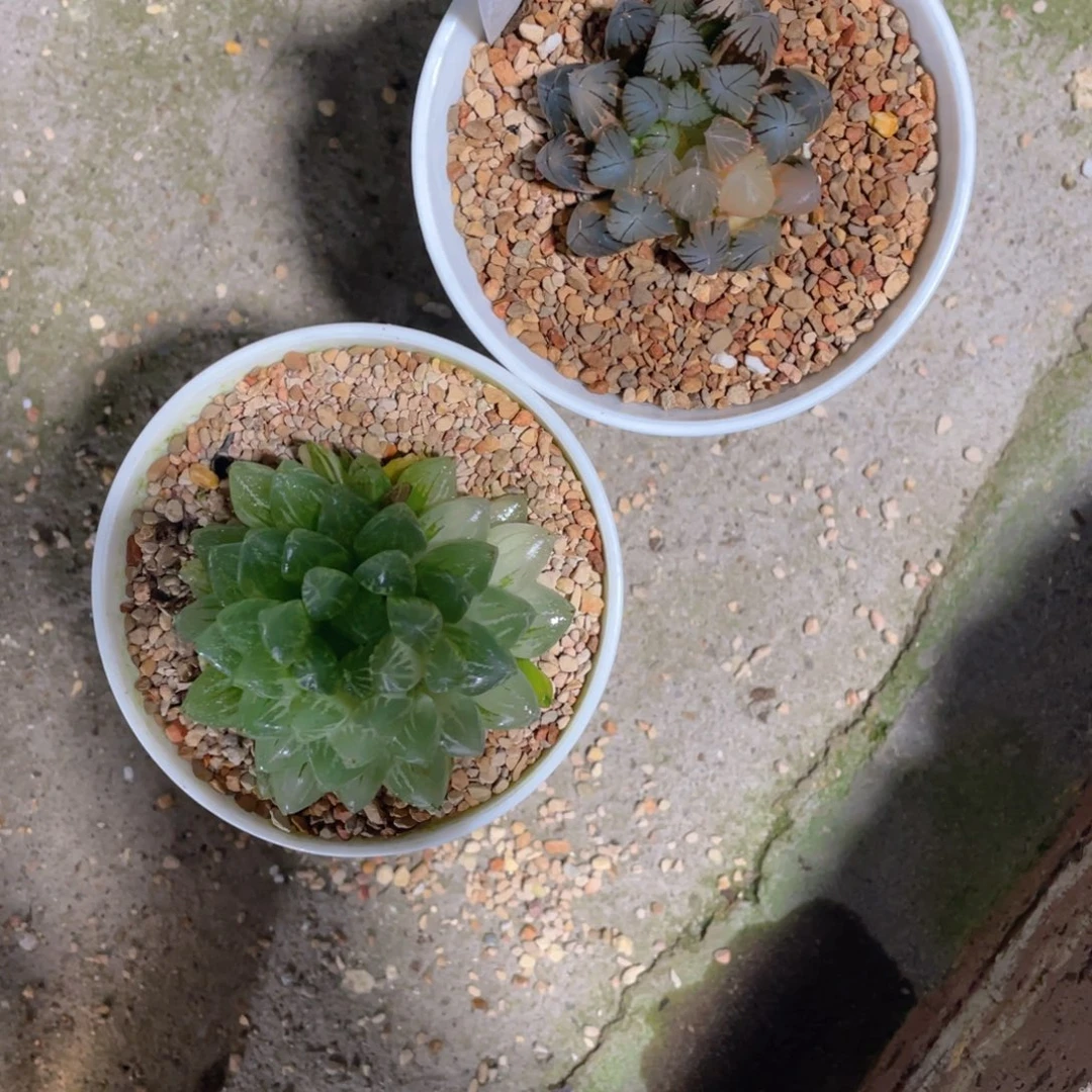 乐***宝雪花玉露锦➕霓虹灯玉露锦。