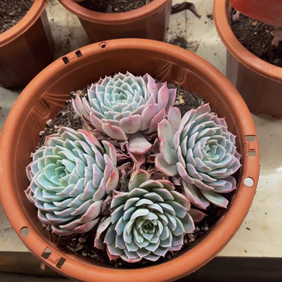 约瑟琳大盆四头老桩