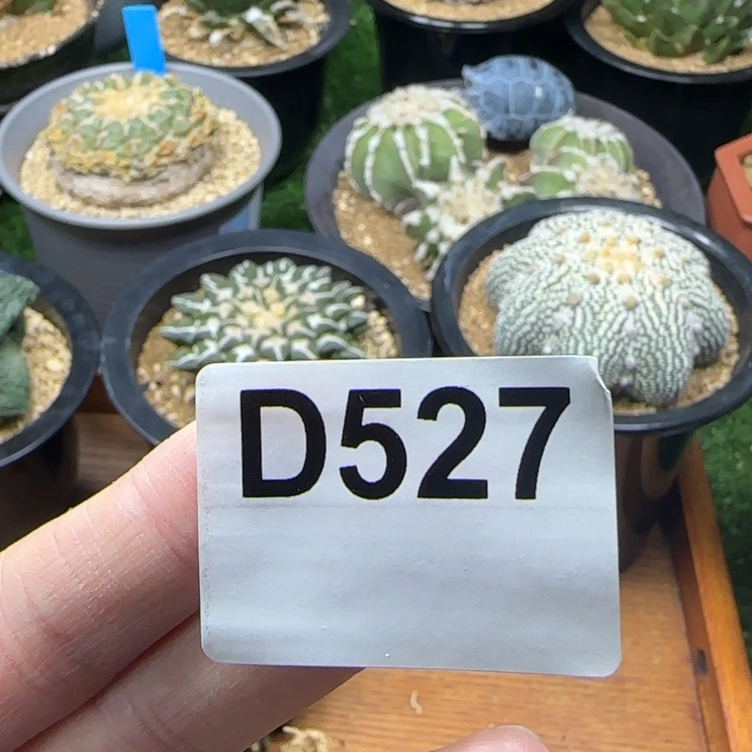 光琳推荐仙人球专拍