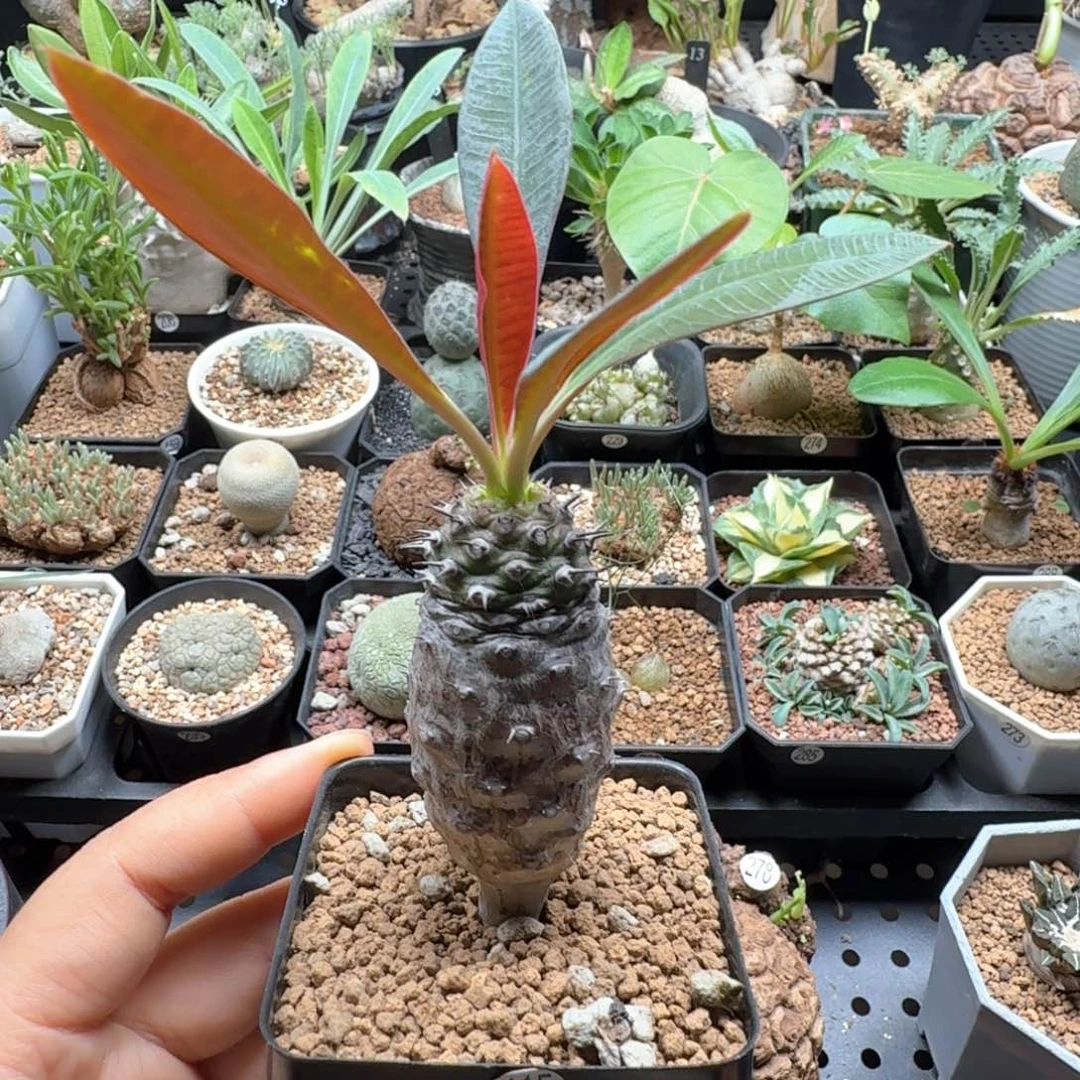 瓶干麒麟415仙人掌球块根