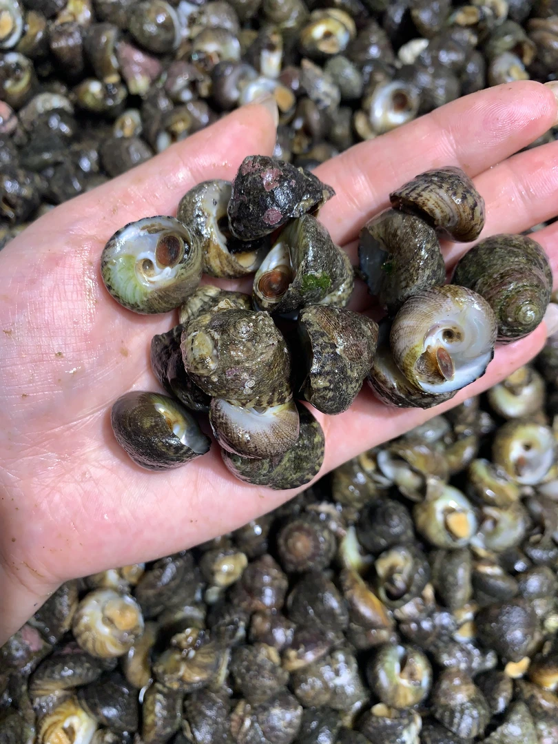 大连当地渤海湾偏腚螺 盘螺 混顺丰包邮保鲜