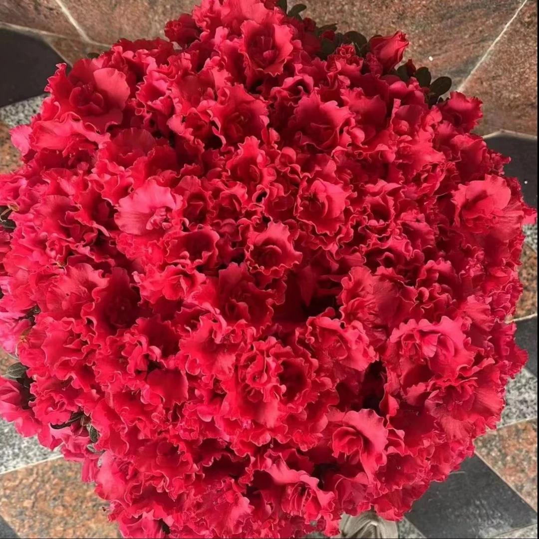 【一物一拍】比利时四季杜鹃花室内庭院花园好养植物顺丰包邮送肥料