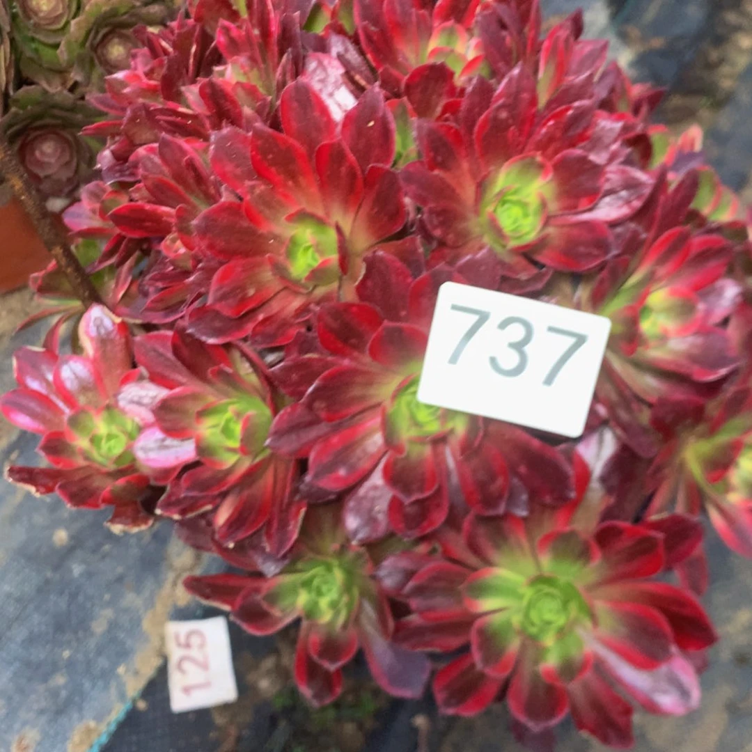 @***༻737安娜多肉植物