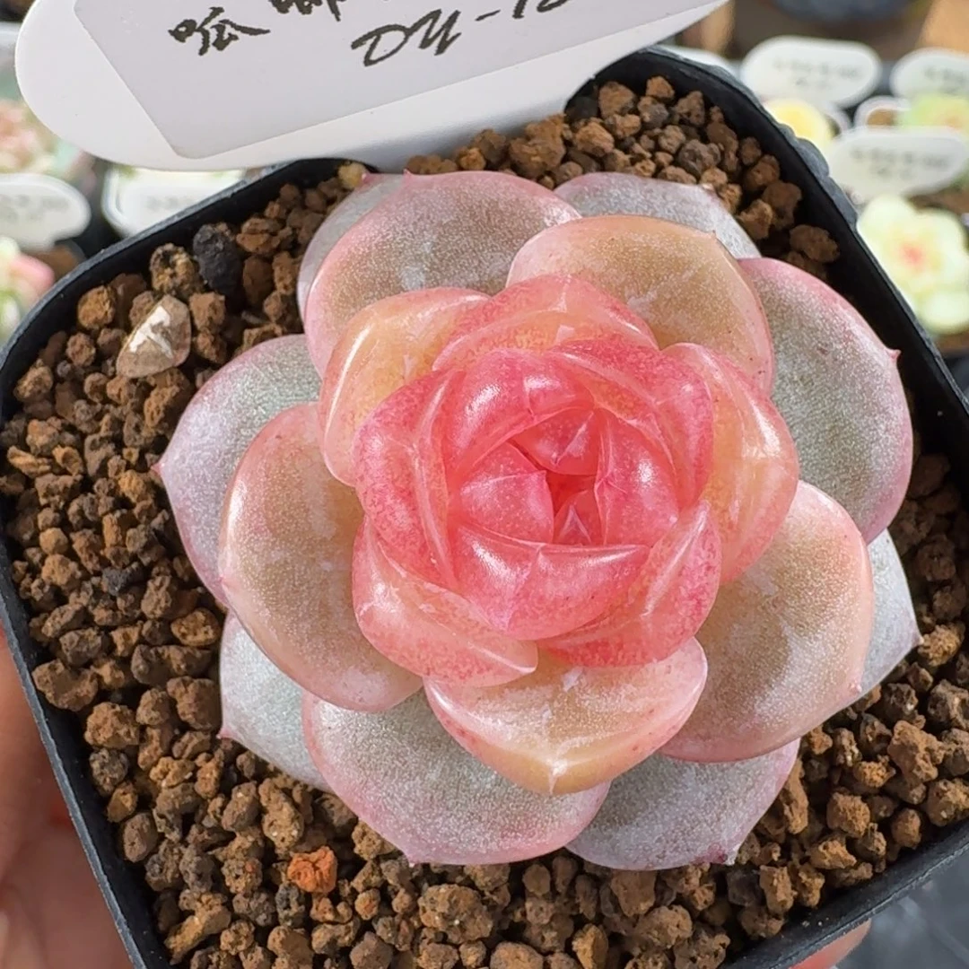 1202–12-00系列植物头