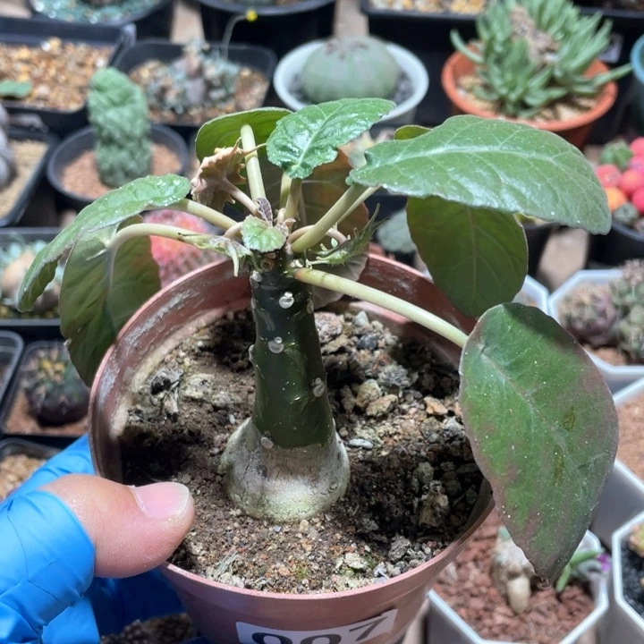 小*007锦叶琉桑块根