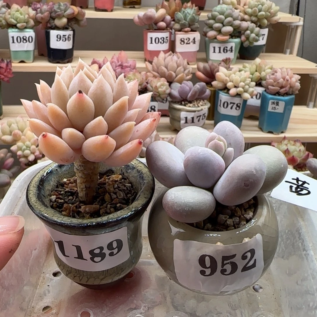 茜*姐专拍满38包邮（除新疆 西藏 内蒙）