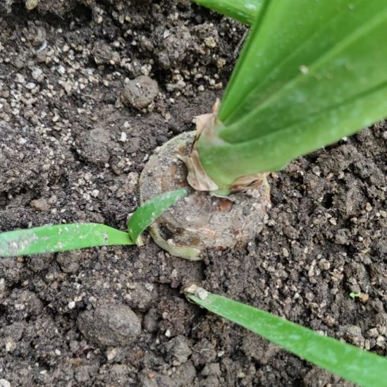 完全开放懒羊羊5公分左右坨坨