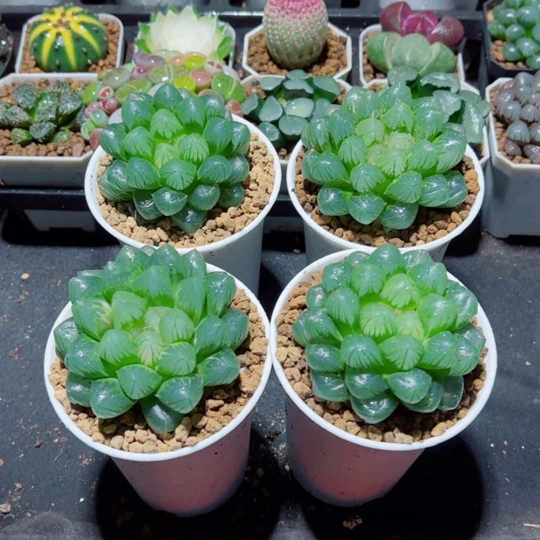 【闪购商品】万象盆Om