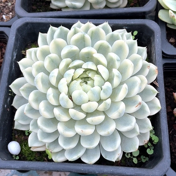 香草月影锦。一物一拍