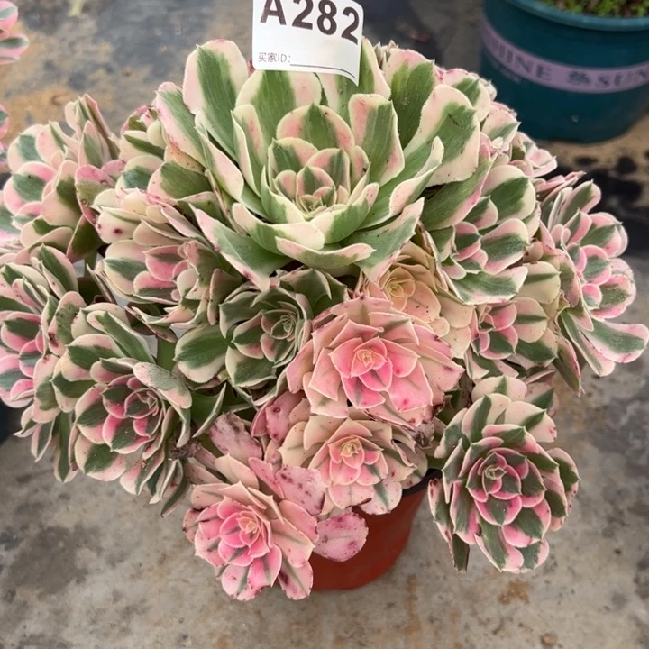 282布加迪23厘米左右