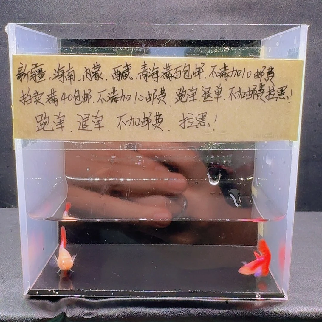 孔雀鱼霓虹大耳一对