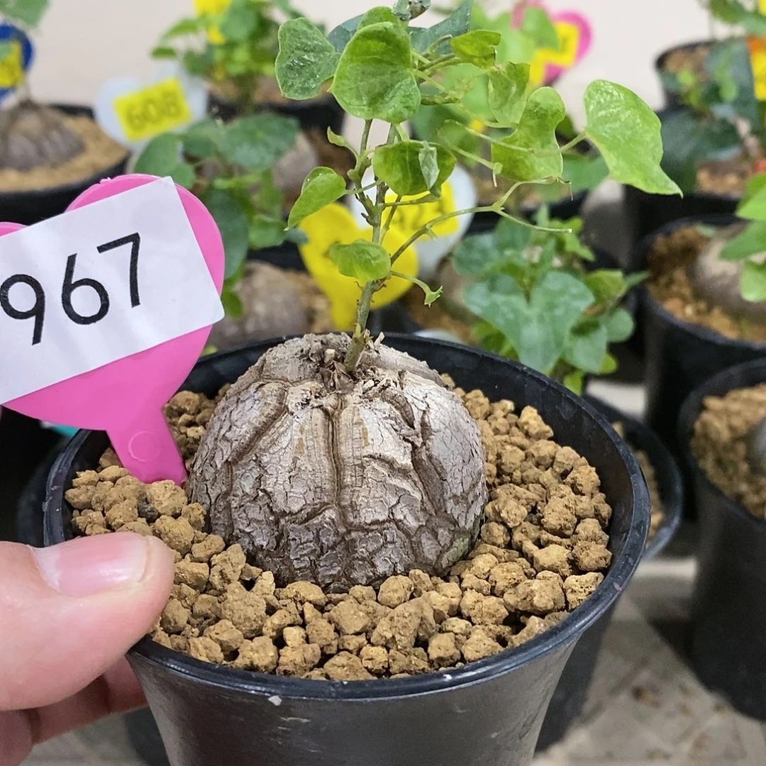 南非龟甲龙龟甲龙