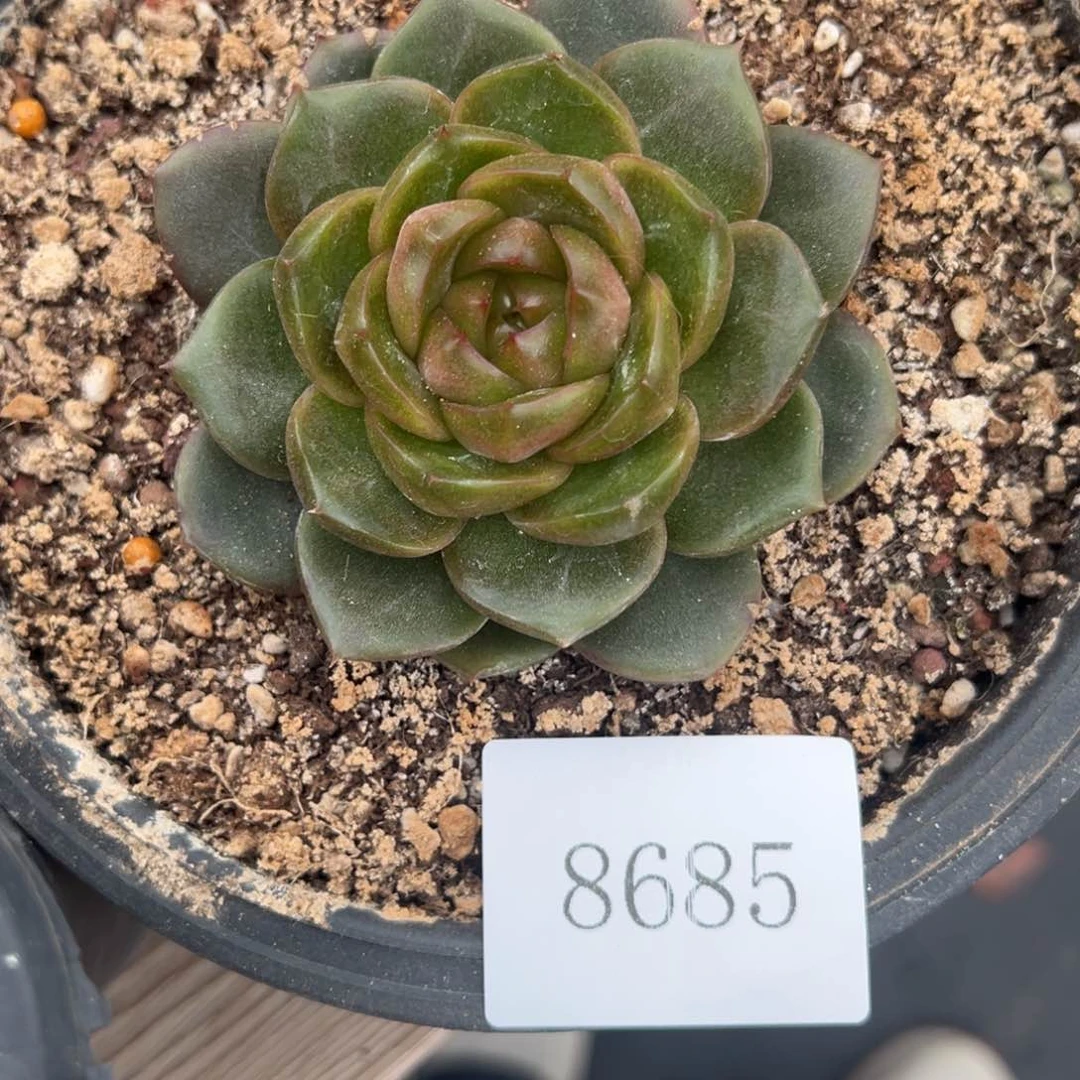 爱****@8685肉肉肉肉肉肉肉