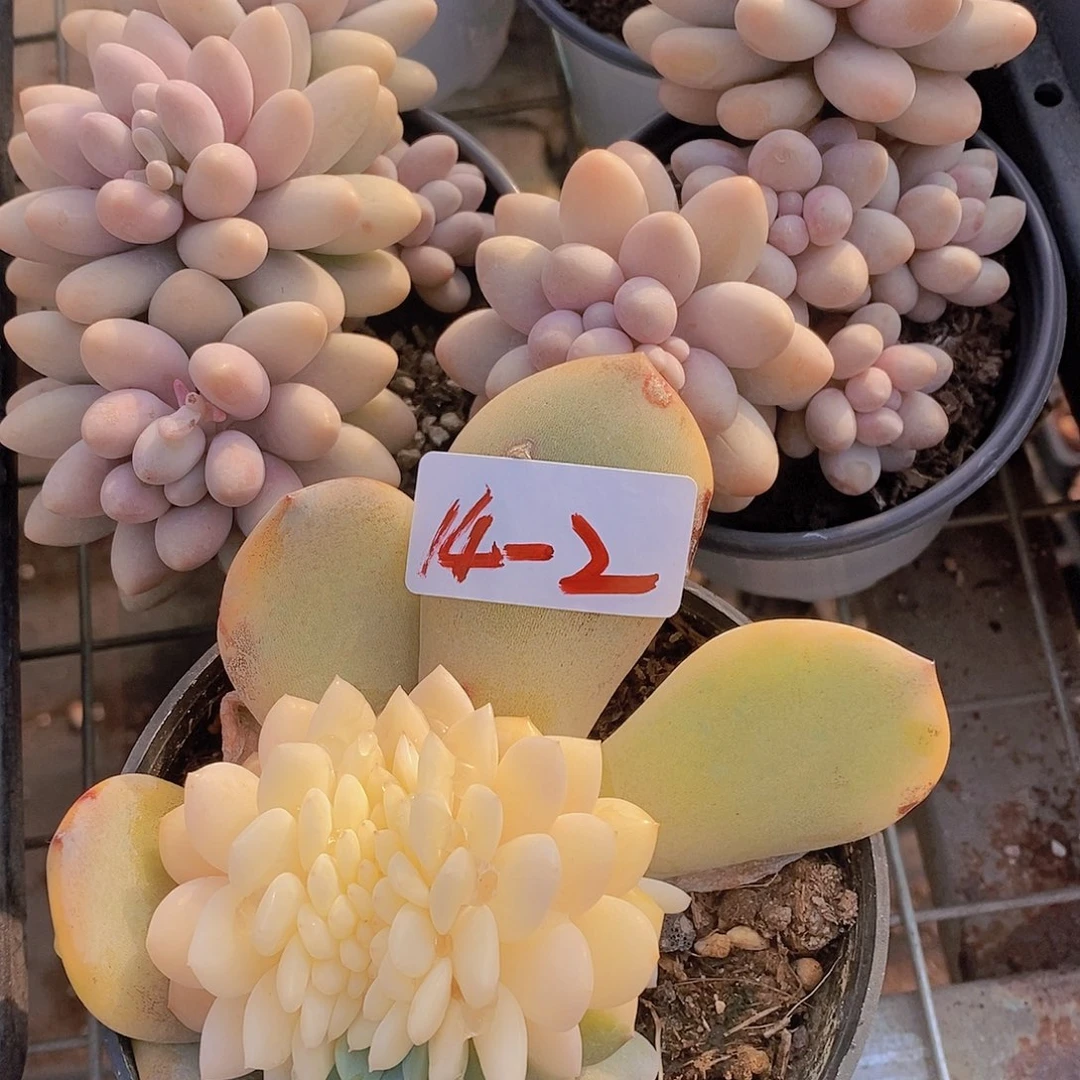 14-2梦露锦缀福利一物一拍