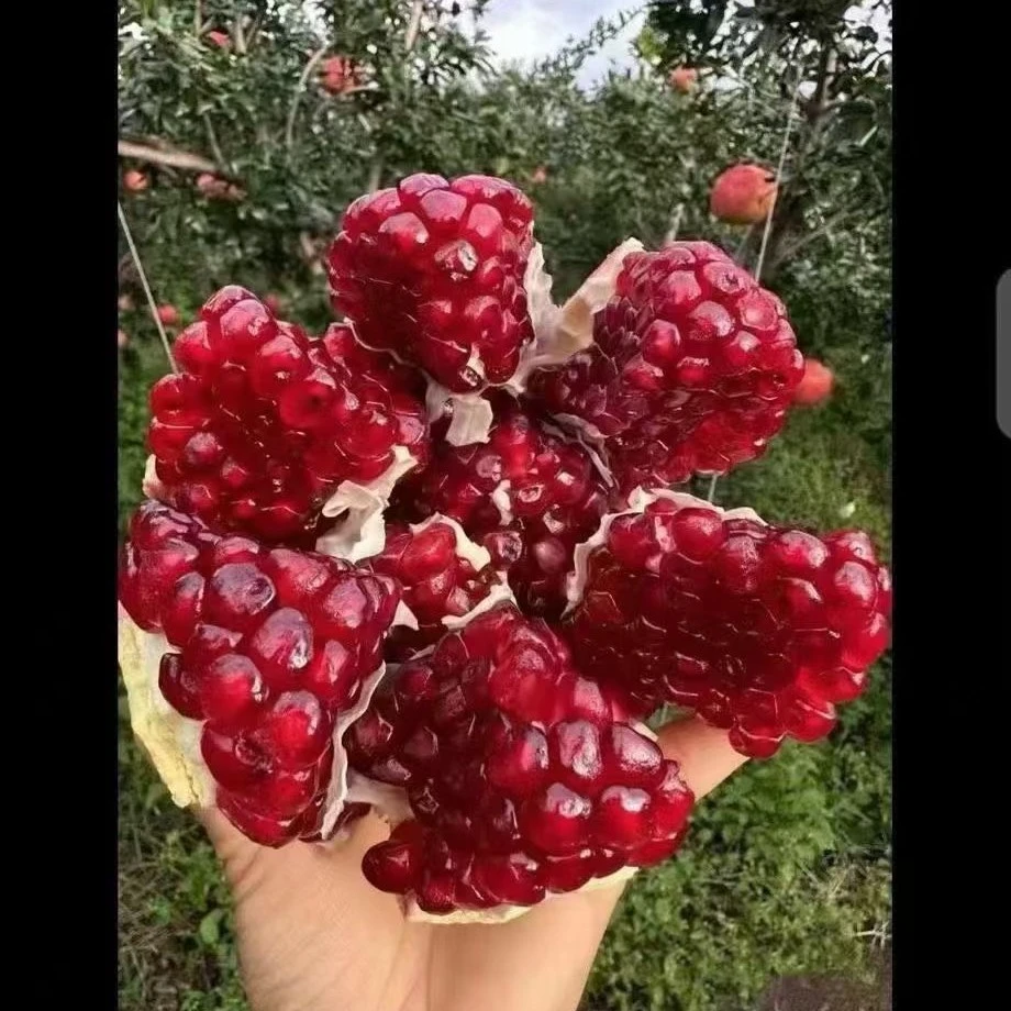 四川会理软籽石榴新鲜当季水果爆甜多汁饱满
