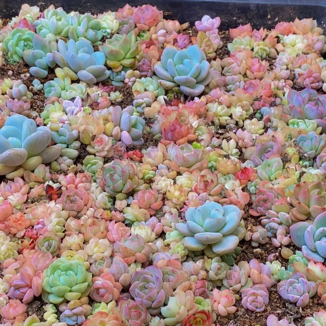 944多肉植物保护研究所所长的电话