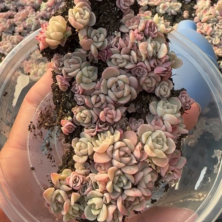 26王者系列多肉一盒