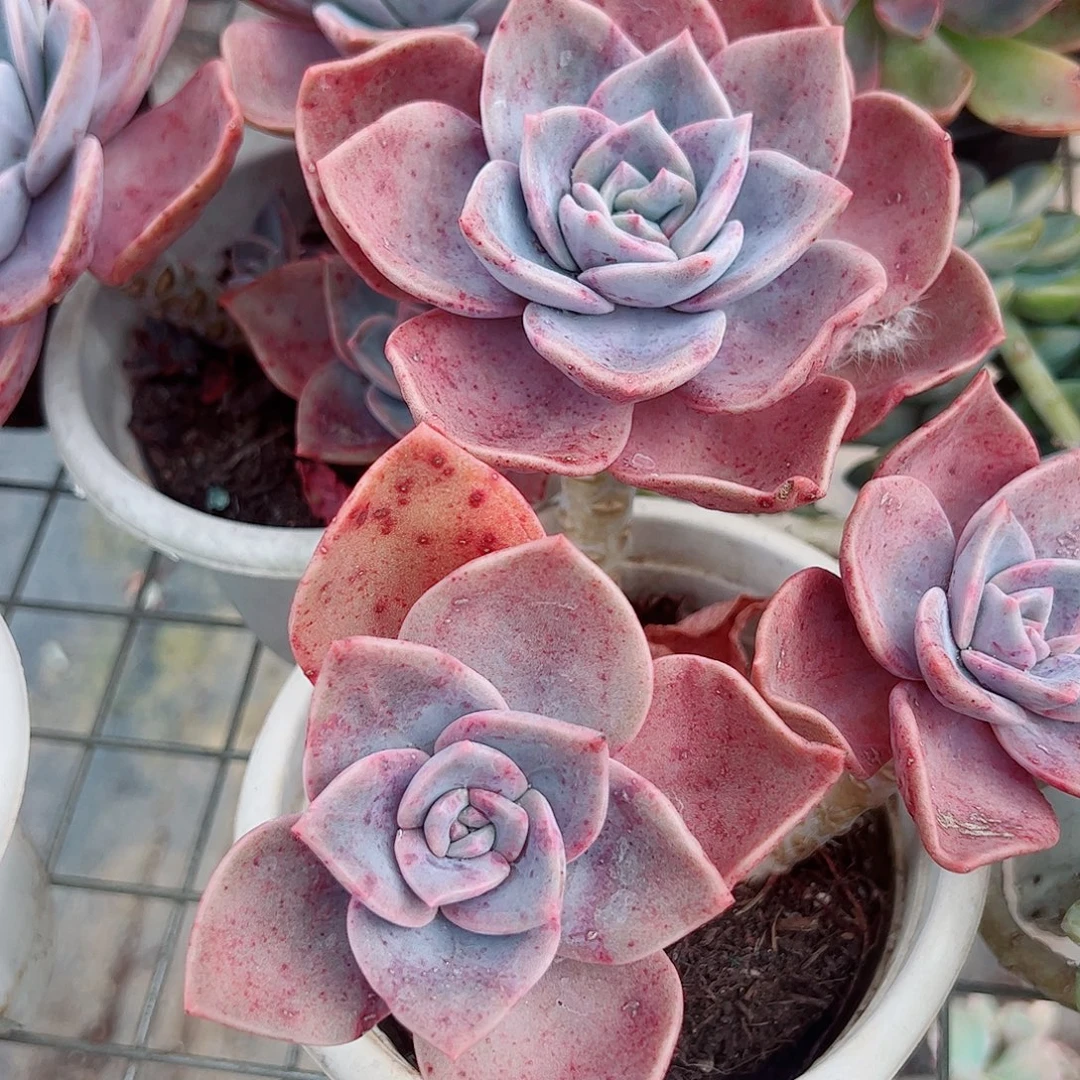 旭贺双头起发精品特价