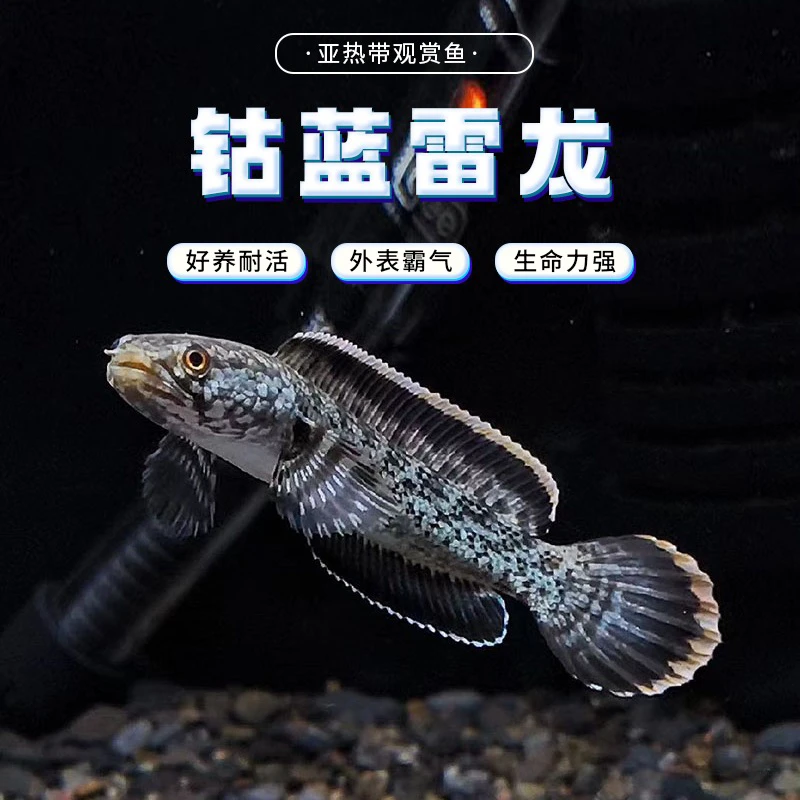 精品钴兰雷龙7—10公分