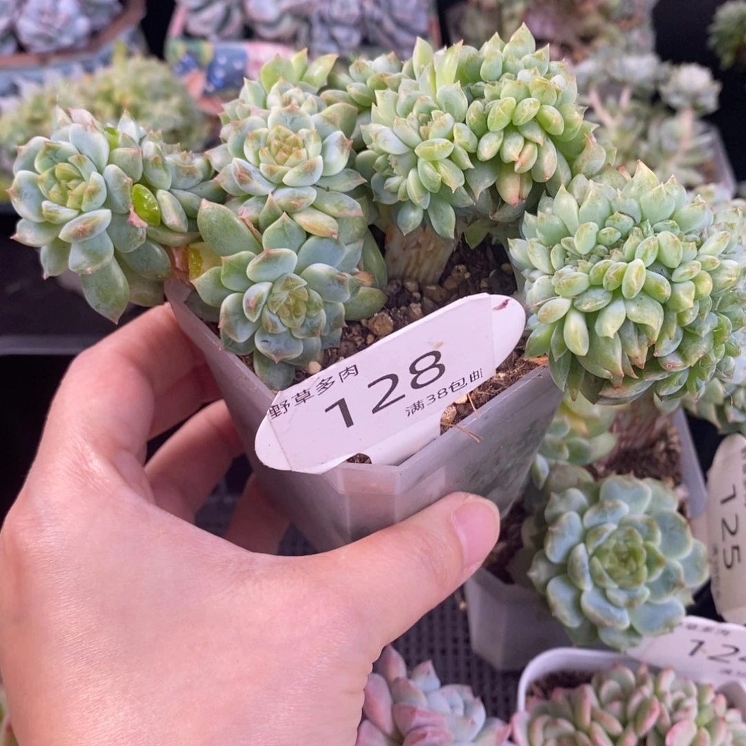 冰魄嫁接小树10➕两段缀