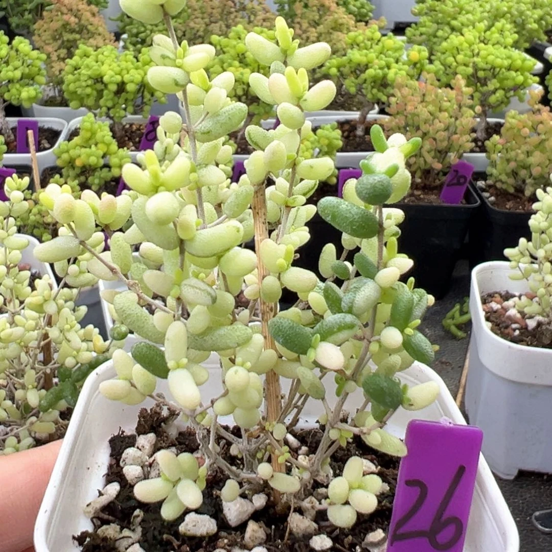 26号米粒阴阳锦一物一拍