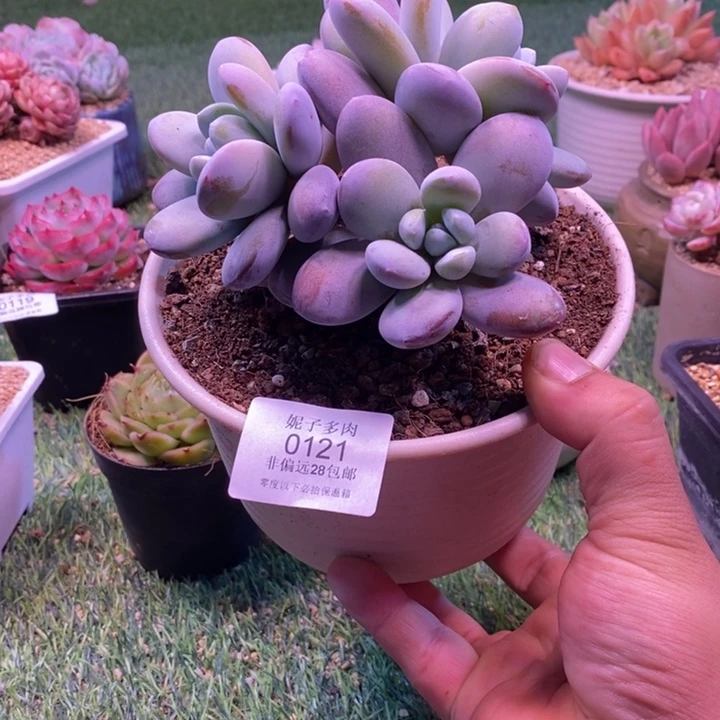 0121啊啊啊啊啊啊啊啊啊啊啊啊