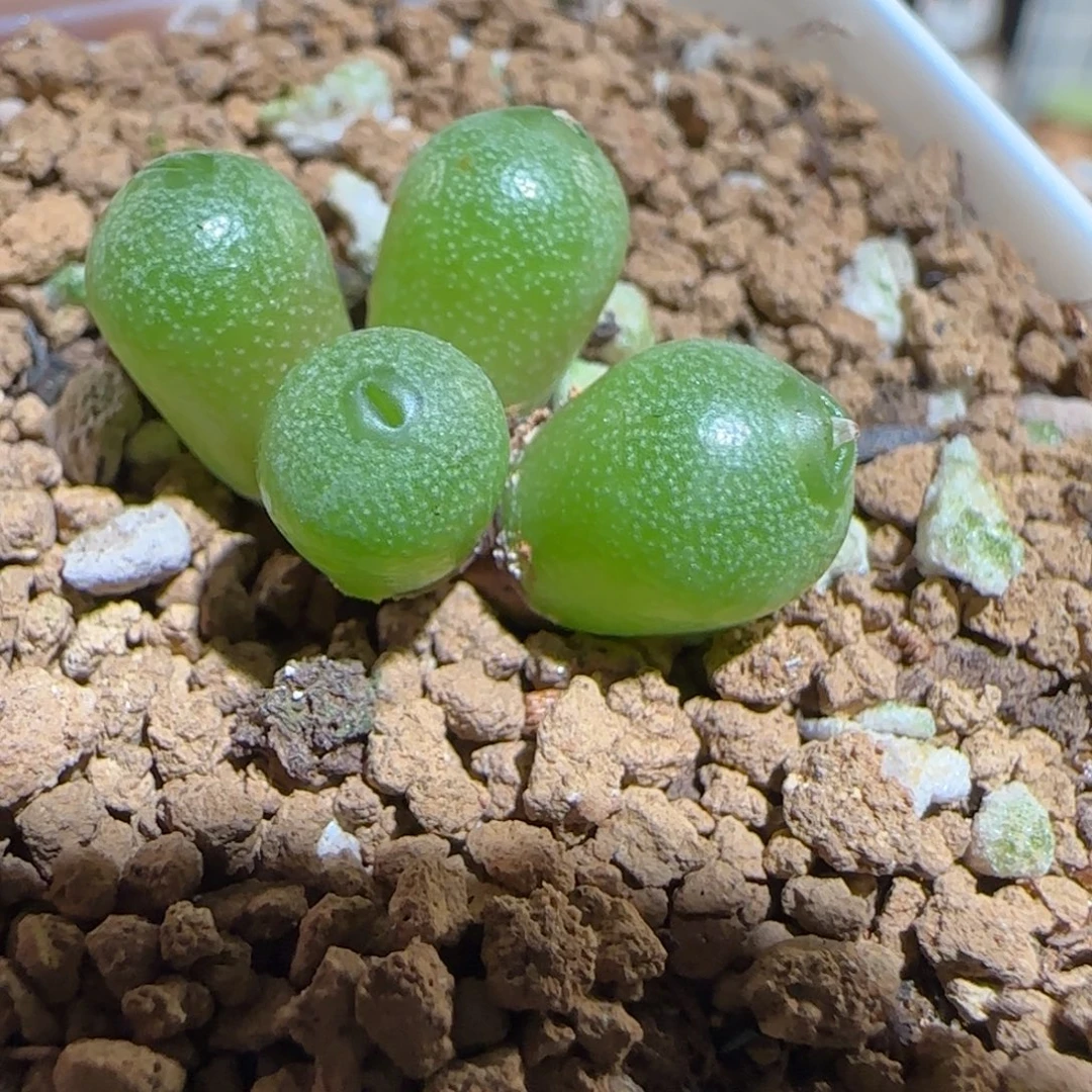 肉锥多肉植物组合-小海豚有疤1612