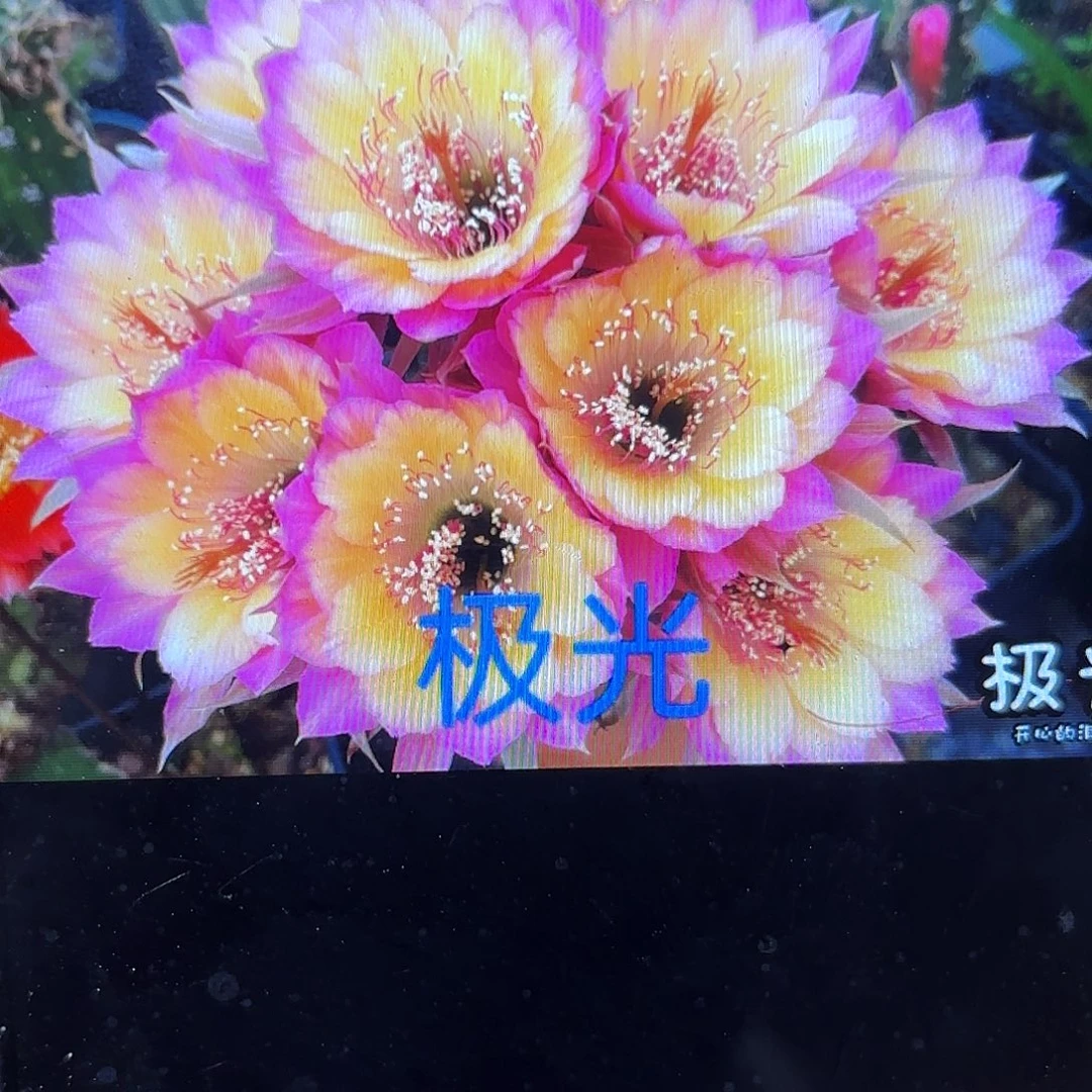 2颗极光侧牙20包邮仙人球23