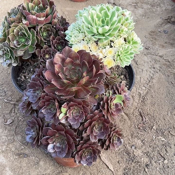 932多肉植物组合，