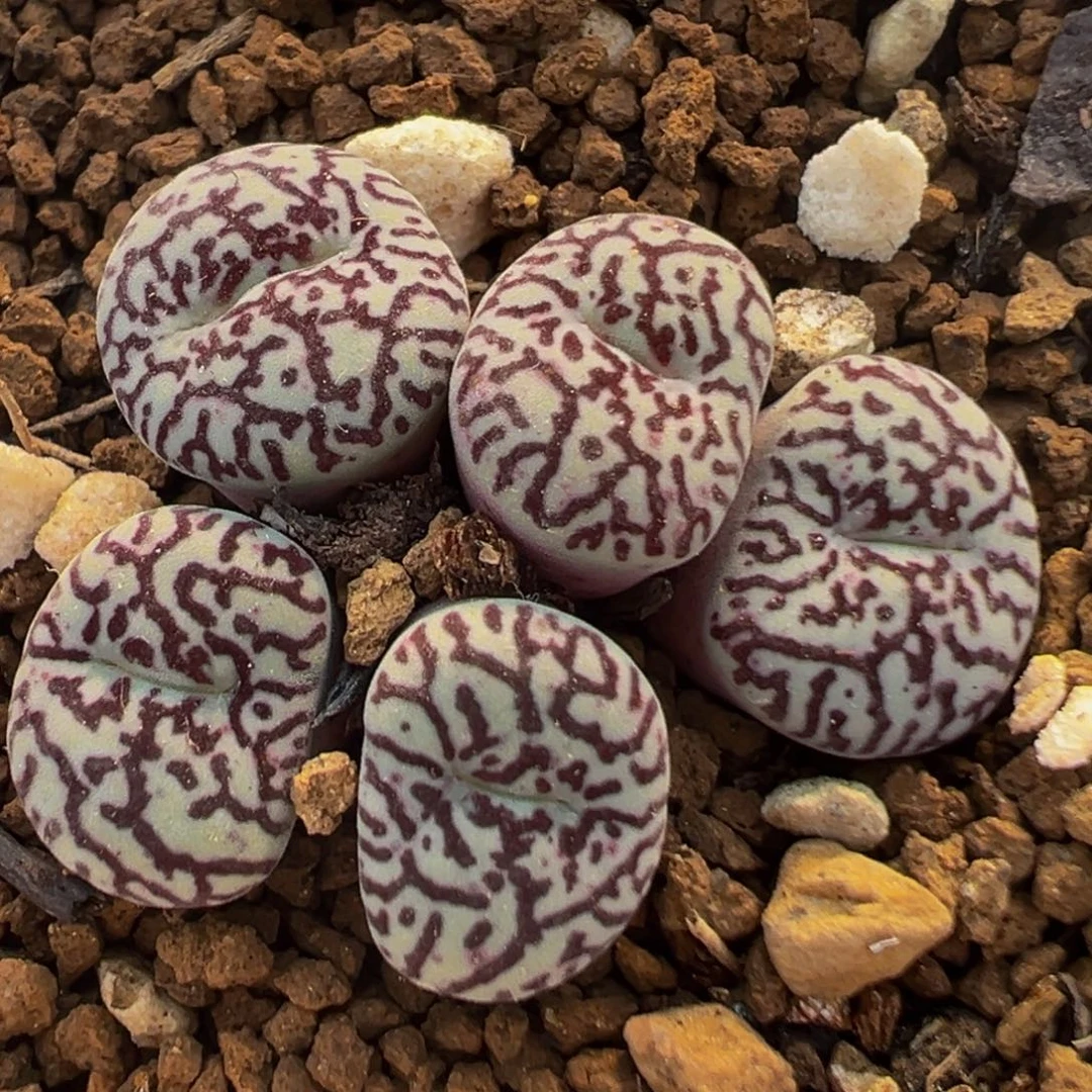 3006多肉植物墨小锥