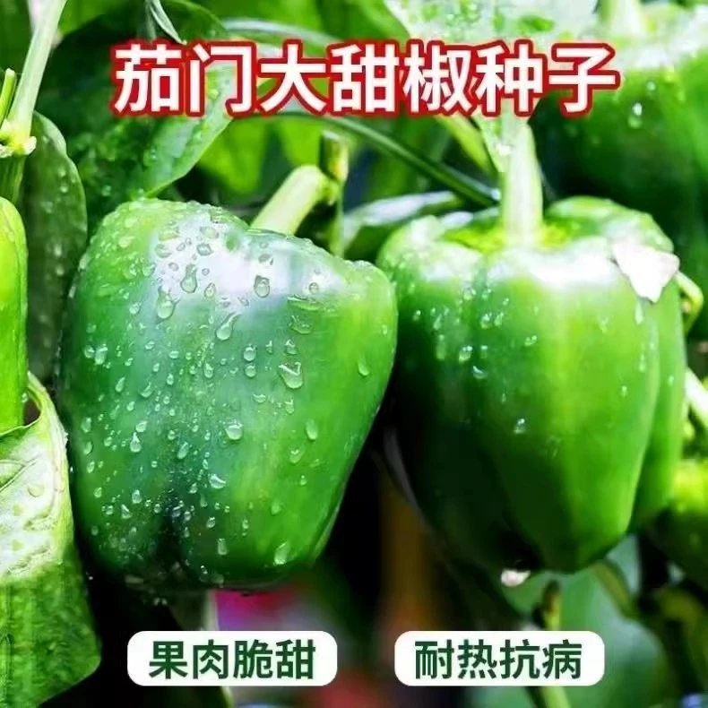 茄门甜椒春季播种甜辣椒种子菜椒种籽大肉厚田园四季蔬菜种籽种