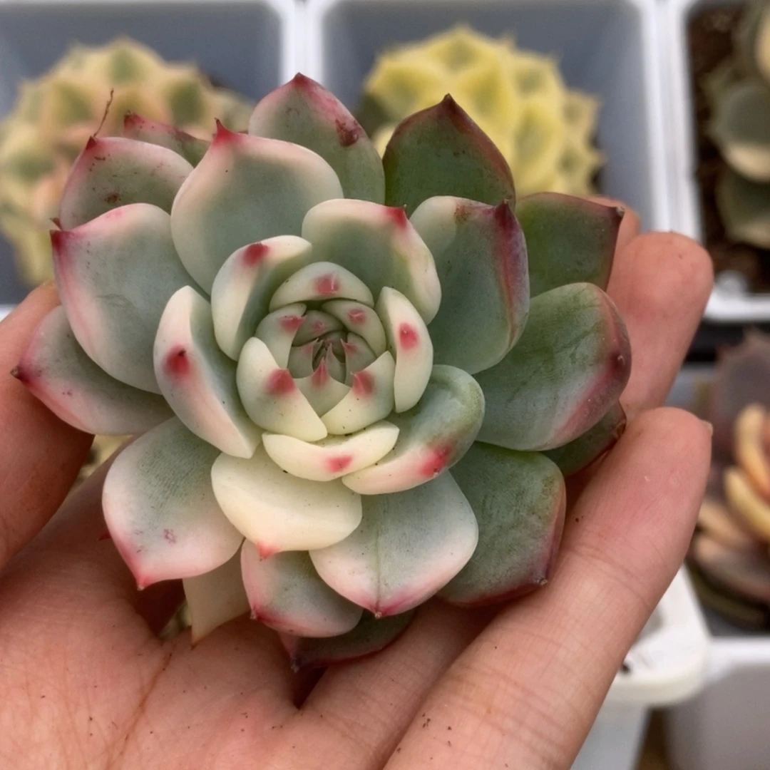 ?****)307锦锦锦锦锦锦锦锦锦