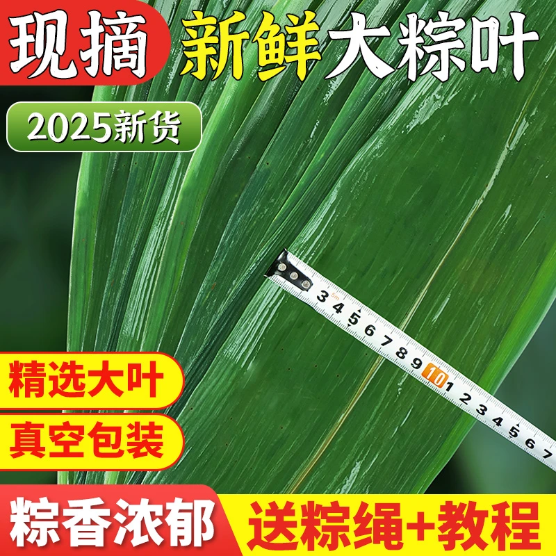 精选粽叶粽子叶特大新鲜大号箬叶干粽叶家用竹叶包粽子批发专用